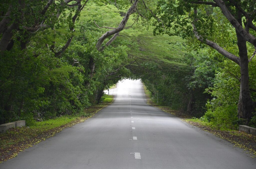 road, tree, green, trees, nature, path, outdoor, forest, scenic, travel, curacao, caribbean, natural, vacation, scenario, tourism, journey, landscape, to relax, outdoor, scenario, scenario, scenario, scenario, scenario
