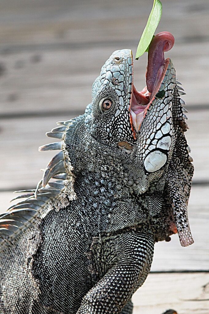 iguana, curacao, nature, animal, animals, iguana, iguana, iguana, iguana, iguana, curacao